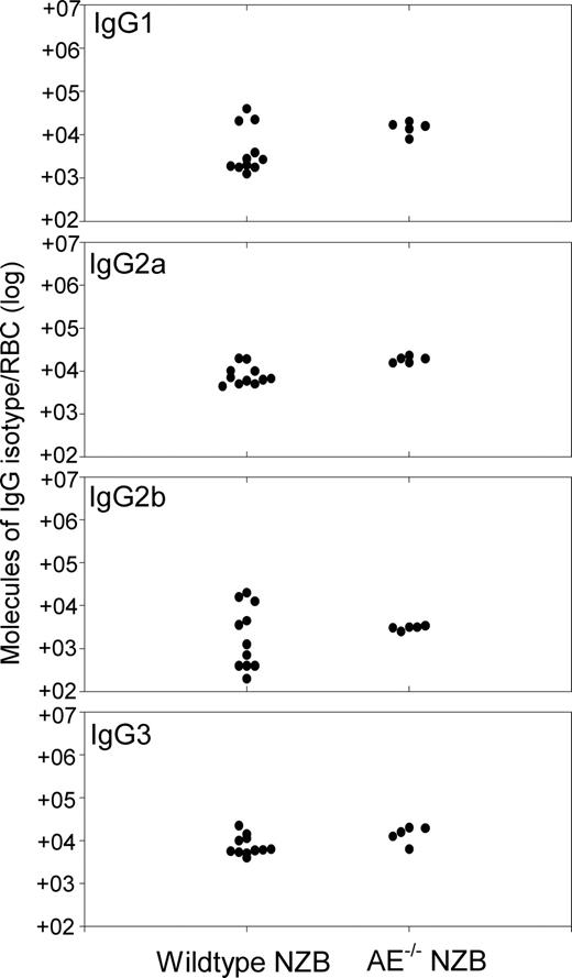 Figure 2. Autoantibody responses are equally strong in wild-type and AE−/− NZB mice. Comparison of number of IgG molecules of each isotype present on RBCs from individual wild-type (n = 16) or AE−/− (n = 6) NZB mice aged 20 weeks. The IgG levels were measured by DELAT. The background levels on the RBCs of healthy control mice are less than 380 molecules IgG1, less than 250 molecules IgG2a, less than 280 molecules IgG2b, and less than 500 molecules IgG3.