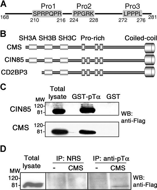 Figure 1. In vitro and in vivo interactions of CIN85/CMS adaptors with the human pTα cytoplasmic tail. (A) Proline-rich motifs within the cytoplasmic domain of human pTα. (B) Domain organization of CMS, CIN85, and CD2BP3 members of the CIN85/CMS adaptor family. (C) CMS and CIN85 interact in vitro with the human pTα cytoplasmic domain. Cell lysates from COS7 cells transfected with Flag-tagged CMS or CIN85 were pulled-down with a GST fusion protein of the pTα tail (GST-pTα) or with GST alone. Immunoblotting was carried out with an anti-Flag mAb. (D) CMS interacts in vivo with the human pTα cytoplasmic domain. Total-cell lysates of SupT1 cells transfected with Flag-tagged CMS or with an empty vector were immunoprecipitated with a rabbit antibody against the human pTα cytoplasmic tail or with preimmune rabbit serum (NRS), and analyzed by Western blotting with anti-Flag. Data are representative of at least 3 independent experiments. Vertical lines have been inserted to indicate a repositioned gel lane.