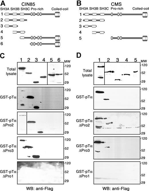 Figure 2. CMS and CIN85 interact with the polyproline-arginine sequence within the human pTα tail through different SH3 domains. Schematic representation of Flag-tagged CIN85 (A) and CMS (B) forms used in pull-down assays shown in panels C and D, respectively. Pull-down assays were performed with GST fusion proteins of either the wild-type pTα cytoplasmic tail (GST-pTα) or the indicated proline-rich deletion mutants (GST-pTαΔPro1, GST-pTαΔPro2, and GST-pTαΔPro3). Precipitated proteins were analyzed by Western blotting with an anti-Flag mAb. Data are representative of at least 3 independent experiments. Vertical lines have been inserted to indicate a repositioned gel lane.