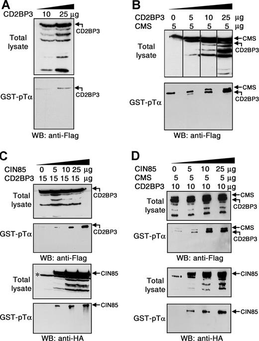 Figure 3. Multiprotein complexes involving CMS, CIN85, and CD2BP3 can be recruited to the cytoplasmic domain of human pTα. Total lysates from COS7 cells transfected with the indicated amounts of CD2BP3-Flag (A) or CMS-Flag and CD2BP3-Flag (B) were subjected to pull-down with GST-pTα. Precipitated proteins were analyzed by Western blotting with an anti-Flag mAb. COS7 cells were transiently cotransfected with the indicated amounts of CD2BP3-Flag and CIN85-HA (C) or CD2BP3-Flag, CMS-Flag, and CIN85-HA (D). Total-cell lysates and proteins precipitated with GST-pTα were analyzed by immunoblotting using either an anti-Flag mAb to detect CD2BP3 and CMS (top 2 panels) or an anti-HA mAb to detect CIN85 (bottom 2 panels). *Nonspecific band recognized by the anti-HA antibody. Data are representative of at least 3 independent experiments. Vertical lines have been inserted to indicate a repositioned gel lane.