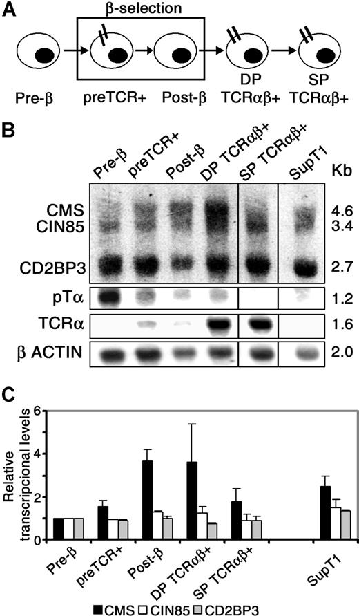 Figure 4. Differential regulation of CIN85/CMS transcription during human thymic development. (A) Scheme of the developmental progression of human intrathymic stages. (B) Total RNA from the indicated cell subsets was analyzed for CIN85/CMS/CD2BP3 transcription by Northern blotting. Blots were simultaneously hybridized with CIN85 and CMS probes, and sequentially rehybridized with pTα, TCRα, and β-actin probes. Purity of cell subsets was greater than 95% upon flow cytometric reanalysis, except for the pre-TCR+ subset, which included up to 10% of DP TCRαβ+ thymocytes (faint TCRα band). (C) Amounts of CMS, CIN85, and CD2BP3 transcripts were normalized to β-actin mRNA values. Relative transcriptional levels displayed in arbitrary units are referred to the pre-β cell stage. Data represent the means plus or minus SEM of 2 experiments corresponding to independent thymus samples. Vertical lines have been inserted to indicate a repositioned gel lane.