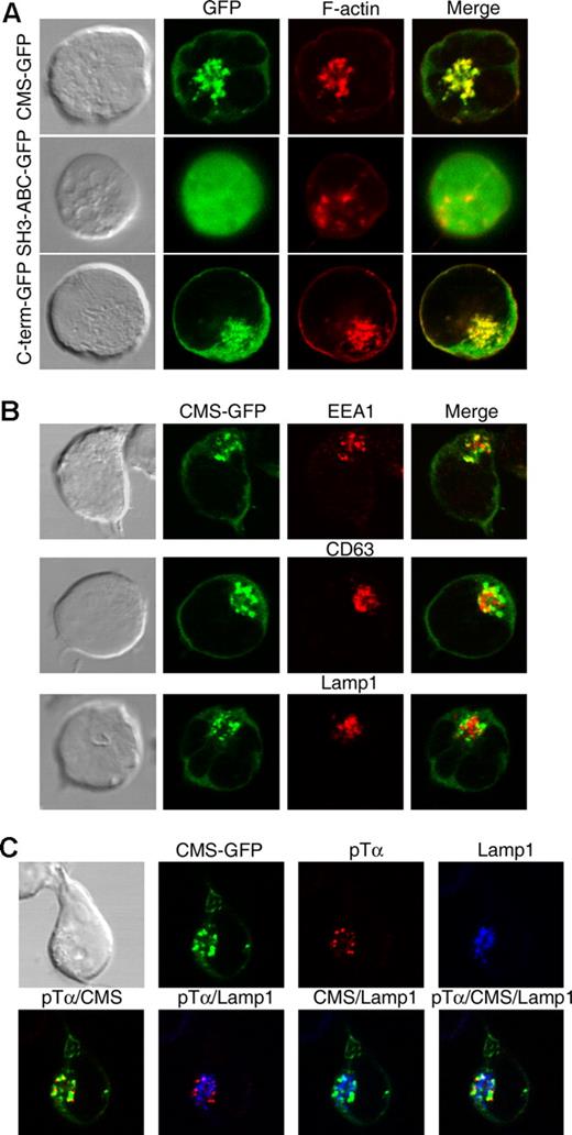 Figure 5. CMS colocalizes with the actin cytoskeleton to the pTα endocytic pathway. (A) SupT1 pre-T cells were transfected with GFP-tagged versions of either full-length CMS, a truncated CMS form encompassing the SH3ABC domains, or a C-term CMS mutant lacking the SH3 domains. Transfected cells were labeled with phalloidin-TRITC and analyzed by confocal microscopy for the coexpression of polymerized actin (F-actin) and GFP. (B) SupT1 CMS-GFP+ transfectants were labeled with anti-EEA1, anti-CD63, or anti-Lamp1 mAbs followed by Alexa555–anti-mouse IgGs. Coexpression of CMS-GFP with EEA1, CD63, or Lamp1 was analyzed by confocal microsopy. (C) SupT1 CMS-GFP+ transfectants were incubated with an anti-pTα mAb for 15 at 37°C, washed, and fixed. After fixation, internalized pTα was detected by labeling with Alexa555–anti-mouse IgGs. Colocalization to the lysosomal compartment was determined by confocal microscopy after labeling with anti-Lamp1 plus Alexa647–anti-IgG1. Data are representative of at least 3 independent experiments.