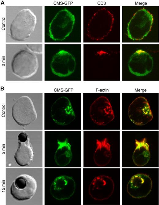 Figure 6. CMS and the actin cytoskeleton are simultaneously recruited to the site of pre-TCR activation. Confocal microscopy analysis of (A) CMS-GFP–transfected SupT1 cells stained with an anti-CD3ϵ mAb plus Alexa555–anti-mouse and left at 4°C (top row), or incubated at 37°C for 2 minutes to induce pre-TCR aggregation (bottom row); or (B) CMS-GFP transfectants either untreated (top row) or stimulated with anti-CD3ϵ–coated beads for 5 and 15 minutes (middle and bottom rows) and stained with phalloidin-TRITC. Data are representative of at least 3 independent experiments.