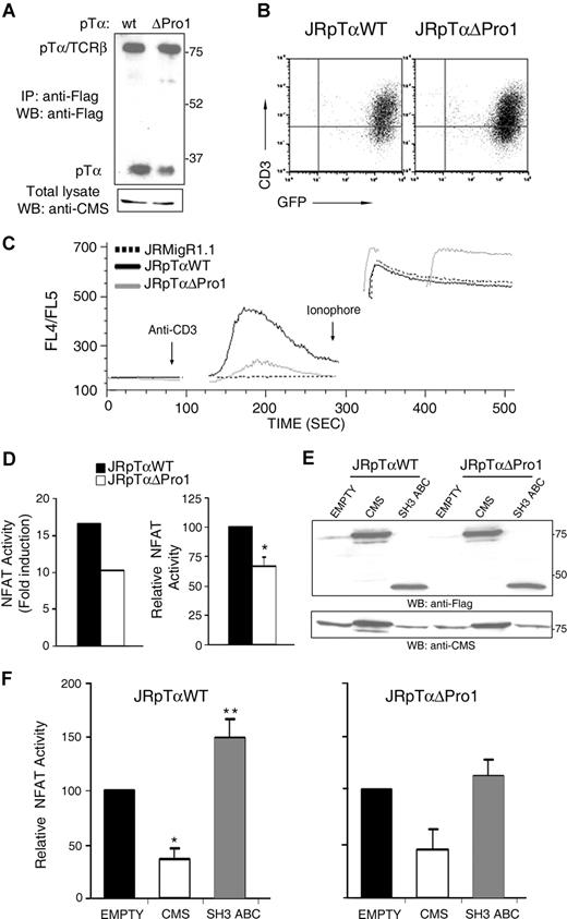 Figure 7. Binding of CMS to the pTα cytoplasmic tail is involved in pre-TCR signaling. (A) Expression levels of pre-TCR (TCRβ-pTα) heterodimers and pTα monomers in JR3.11 cells transduced with Flag-tagged versions of either pTαWT or pTαΔPro1 were detected by anti-Flag immunoprecipitation, followed by nonreducing SDS-PAGE, and Western blotting with an anti-Flag mAb. Endogenous CMS expression was detected by inmmunoblotting with anti-CMS. (B) Surface expression levels of pre-TCR complexes on pTαWT and pTαΔPro1 JR3.11 GFP+-transduced cells were analyzed by flow cytometry with an anti-CD3ϵ mAb. (C) Time-course response in calcium mobilization obtained from the indicated cell lines after stimulation with an anti-CD3ϵ mAb. Ionophore treatment was used to control for cell viability and intact calcium stores. Data are represented as the FL4/FL5 ratio of emission analyzed by flow cytometry at the indicated times. Data are representative of at least 4 independent experiments. (D) Deletion of the Pro1 motif (ΔPro1) of the human pTα tail impairs pre-TCR–induced NFAT transcriptional activity. pTαWT and pTαΔPro1 JR3.11 cells transiently transfected with an NFAT–luciferase-reporter plasmid were stimulated with an anti-pTα mAb or left unstimulated. NFAT transcriptional activity is expressed as the fold increase of luciferase activity above levels obtained from the nonstimulated control in a representative experiment (left), or as the mean (± SEM) of relative NFAT activity of 6 independent experiments (right); *P < .005. (E) Western blot analysis of CMS expression in pTαWT and pTαΔPro1 JR3.11 cells. Total lysates of cells transfected with an empty vector, or with a vector encoding either full-length CMS or a CMS truncated form encompassing the SH3ABC CMS domains, were analyzed by immnubloting with anti-CMS or anti-Flag. (F) CMS modulates preTCR-induced NFAT transcriptional activity. pΤαWT and pTαΔPro1 JR3.11 cells were transfected with either an empty vector, or a vector encoding either full-length CMS or a CMS truncated form encompassing the SH3ABC CMS domains. NFAT transcriptional activity was analyzed upon stimulation with anti-pTα as the mean (± SEM) of relative NFAT activity of 4 independent experiments. *P < .001 and **P < .05.