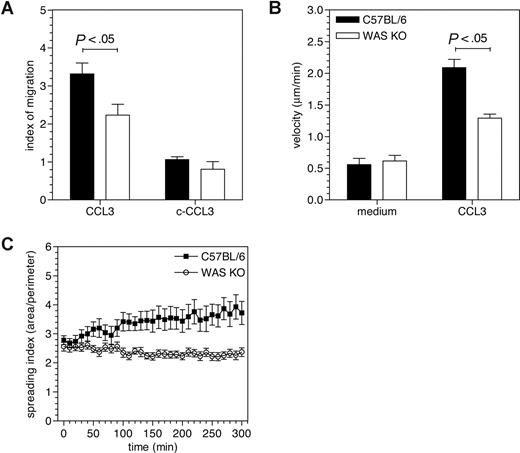 Figure 1. Decreased in vitro migration of WAS KO DCs in vitro. (A) Chemotaxis of immature WAS KO DCs toward CCL3 was reduced when assessed with transwells; c-CCL3 indicates chemokine control (chemokine in both upper and lower compartment). (B) Similarly using Dunn chambers, WAS KO show reduced DC motility. Chemokine receptor engagement does increase motility of WAS KO DCs, but to a lesser degree. (C) Cytoskeletal rearrangements measured as an index of the area and perimeter of individual cells is impaired in WAS KO DCs. Transwell migration (A) shows average plus or minus SEM of 4 mice per group and Dunn chamber migration; (B) averages plus or minus SEM of at least 10 cells responding to medium and at least 40 cells responding to CCL3 from 2 independent experiments are shown. Spreading (C) is shown as averages plus or minus SEM of at least 13 cells from both strains.