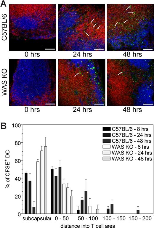 Figure 3. Decreased in vivo migration and localization of WAS KO DCs. (A) Immunofluorescent analysis of draining lymph nodes after in vivo migration showed that the WAS KO DCs that reached the lymph nodes did not penetrate into the T-cell area as deeply as C57BL/6 DCs. (B) Quantification of DC localization showed that C57BL/6 DCs penetrated deeper into the T-cell area, compared with WAS KO DCs. Pictures in panel A are representative of 4 mice and of at least 2 independent experiments. CFSE+ DCs are green; T cells, red; and B cells, blue. Arrows point to cells that have migrated into the T-cell area. Scale bars are 75 mm. Data shown in panel B are averages plus or minus SEM of 2 to 4 mice per group.