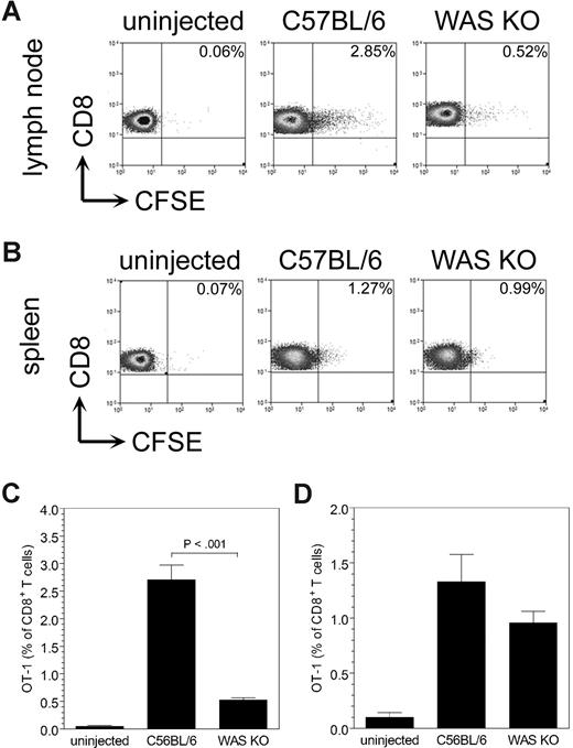 Figure 5. Decreased in vivo migration of WAS KO DCs induces reduced OT-1 proliferation. CD8+ OT-I T-cell proliferation was determined after injection of WAS KO or C57BL/6 DCs. In both the draining lymph node (A) and in spleen (B), a reduced proliferation of OT-I cells was observed when WAS KO was injected. Quantification of the data shows that in panel C lymph node a strong reduction is observed, while in panel D spleen the effect is much smaller. Data shown are representative of 3 mice in panels A,B, and averages plus or minus SD in panels C,D.