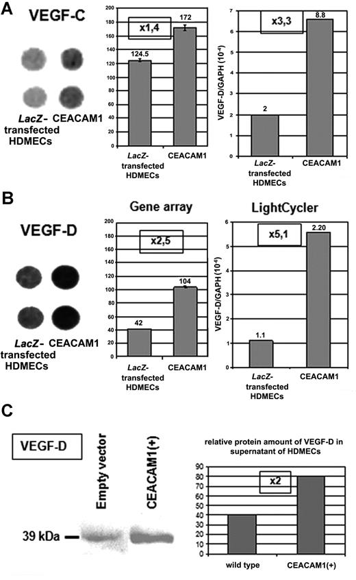 Figure 2. Endothelial CEACAM1 up-regulates the expression of VEGF-C and -D. (A) Overexpression of CEACAM1 in HDMECs results in up-regulation of VEGF-C in gene array as well as quantitative RT-PCR-analyses. Error bars represent the standard deviation. Also, VEGF-D (B) is up-regulated in both analyses even more than VEGF-C. Endothelial CEACAM1 overexpression was performed via adenoviral transfection, and LacZ-transfected HDMECs were used as control. Gene array (left: spots in duplicate, middle panel: densitometric quantification of the spots), LightCycler (right). (C) At protein level, VEGF-D is detectable in a higher amount in CEACAM1-overexpressing HDMECs in comparison to wild-type HDMECs (left panel) as demonstrated via densitometric quantification, which shows a 2-fold increase (right panel).