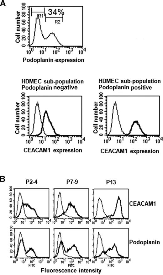 Figure 5. Endogenous relation between CEACAM1 and podoplanin expression in HDMECs. (A) These FACS scan studies show that 34% of HDMECs express podoplanin endogenously, indicating their lymphendothelial phenotype (top). Interestingly, double labeling of HDMECs with CEACAM1 and podoplanin show that CEACAM1 is detectable in both podoplanin-positive and podoplanin-negative HDMECs (bottom), but podoplanin-positive HDMECs express it in a higher amount. Endogenous expression of CEACAM1 in HDMECs increases during culture period. R1 indicates the cell fraction negative for podoplanin; and R2, the cell fraction positive for podoplanin. (B) At the culture passage 7-9 (P7-9), almost all HDMECs are positive for CEACAM1 (top) and reach the highest level of CEACAM1 expression at passage 13 (P13) while a great part of HDMECs at passage 7-9 (P7-9) is still negative for podoplanin, and almost all HDMECs are positive for podoplanin first at passage 13 (P13).