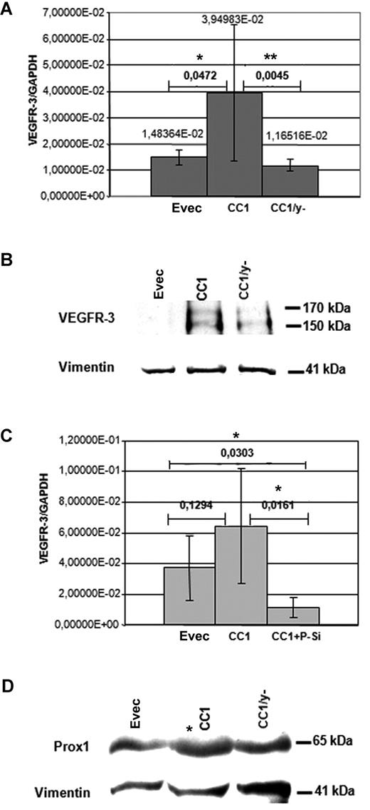 Figure 6. CEACAM1 interaction with VEGFR-3 and Prox1. (A) In quantitative RT-PCR analyses, the mRNA level of VEGFR-3 is significantly elevated in CEACAM1-overexpressing HDMECs (CC1) in comparison to those transfected only with empty vector (EVec) and to those transfected for mutated CEACAM1/y− (CC1/y−). The significance was determined applying the Student t test. (B) At the protein level, CEACAM1-overexpressing HDMECs (CC1) exhibit markedly enhanced amount of VEGFR-3 in comparison to HDMECs transfected for CEACAM1/y− (CC1/y−) or empty vector. (C) Interestingly, the CEACAM1-induced (CC1) increase of VEGFR-3 expression in real-time RT-PCR analyses is suppressed significantly by simultaneous transfection of HDMECs for CEACAM1 and Prox1 (CC1 + P-Si) and reduced below the level of control HDMECs transfected only with empty vector. (D) HDMECs overexpressing CEACAM1 (CC1) show enhanced protein amount of Prox1 by approximately 2.5 times in comparison to that transfected with empty vector or for CEACAM1/y− (CC1/y−), as demonstrated here in immunoblotting analysis. The horizontal bars represent assessment of significance, comparing Evec with CC1 or CC1 compared with CC1/y− (A) and Evec compared with CC1 or CC1 compared with CC1 + P-Si (C). *P < 0.5; **P < .01. Error bars represent the standard deviation.