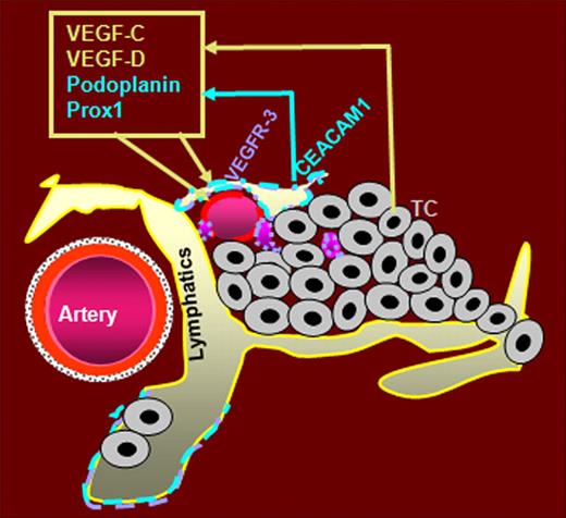 Figure 7. Hypothetical role of CEACAM1 in tumor lymphangiogenesis. Beside the already described expression of CEACAM1 in angiogenicly activated small blood vessels, CEACAM1 is also expressed in activated LECs and apparently prior to its expression in small tumor blood vessels. We hypothesize that the up-regulation of CEACAM1 in tumor-associated lymphatics is provided by factors of the VEGF family secreted by tumor cells (TC). Endothelial CEACAM1 in turn up-regulates the expression of potent lymphangiogenic factors VEGF-C and -D and their receptor VEGFR-3, as well as the expression of lymphatic marker podoplanin and prolymphatic transcription factor Prox1. VEGF-C and -D bind to VEGFR-3, which is predominantly expressed in LECs. Thus, we assume that (1) CEACAM1 upregulation in VECs during tumor angiogenesis leads to a partial reprogramming of VECs to LECs via interaction of Prox1 and VEGFR-3, and (2) CEACAM1 up-regulation in LECs supports tumor lymphangiogenesis via an autocrine loop, leading to increased expression of prolymphangiogenic factors VEGF-C, -D, and VEGFR-3.