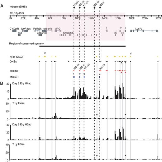 Figure 1. ChIP-chip analysis of histone acetylation across 220-kb of chromosome 16p13.3. (A) Overview of the human α globin locus. The positions of erythroid-specific DNase1 hypersensitive sites (eDHSs) associated with the murine MCS elements are shown at the top. The genes located in the telomeric region of chromosome 16p are shown. The red shadow box represents the putative α globin regulatory domain exchanged between human and mouse to produce the humanized mouse model.10 The region of conserved synteny is represented as a horizontal bar. Below this, all CpG islands, DHSs, eDHS, and multispecies conserved regulatory sequences (MCS-R1-4) are shown. The human eDHS corresponding to MCS-R are labeled. (B) H4ac and H3ac in cells collected on day 8 of the second phase of culture (Day 8 Ery) and in T lymphocytes (T Ly) are shown. The y-axis represents enrichment of ChIP DNA over input DNA from 1 experiment. A very similar pattern of enrichment was seen for each biologic replicate. (All replicates are available at the website http://www.imm.ox.ac.uk/groups/mrc_molhaem/home_pages/Higgs.) The x-axis represents the α globin locus. Gray columns run from CpG islands through the array data. CpG islands not represented on the array are marked with an asterisk. V marks CpG islands which are not associated with promoters. Dashed vertical lines run from mouse eDHS through the array data.