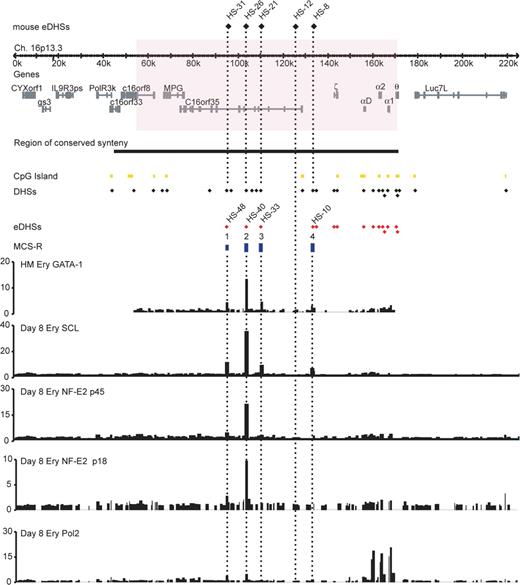 Figure 3. ChIP-chip analysis of transcription factors and PolII across 220 kb of chromosome 16p13.3. Binding profile of GATA1 in primary erythroblasts from a homozygote “humanized” mouse (HM Ery) and of SCL, NF-E2 p45, NF-E2 p18, and PolII in day 8 human erythroblasts (Day 8 Ery) are shown. A schematic representation of the α globin locus is shown at the top annotated as in Figure 1. Note that the binding profile of GATA1 is derived from “humanized” mouse because antibodies recognizing human GATA1 do not perform well in ChIP assay.