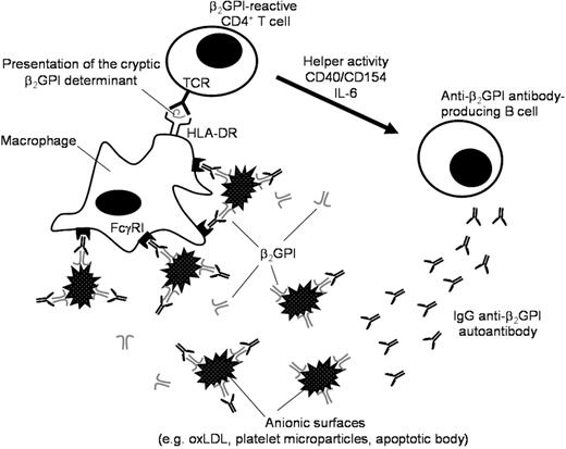 Figure 6. A schematic model representing a continuous autoimmune loop carried out by macrophage, β2GPI-reactive CD4+ T cell, and anti-β2GPI antibody–producing B cell. The macrophage efficiently presents the cryptic β2GPI determinant in the context of HLA-DR. The β2GPI-reactive CD4+ T cell is activated by recognition of the cryptic β2GPI peptide and exerts helper activity that induces production of IgG anti-β2GPI autoantibodies from the specific B cell. The immune complex consisting of anionic surfaces, β2GPI, and IgG anti-β2GPI antibodies were captured by macrophages via FcγRI.