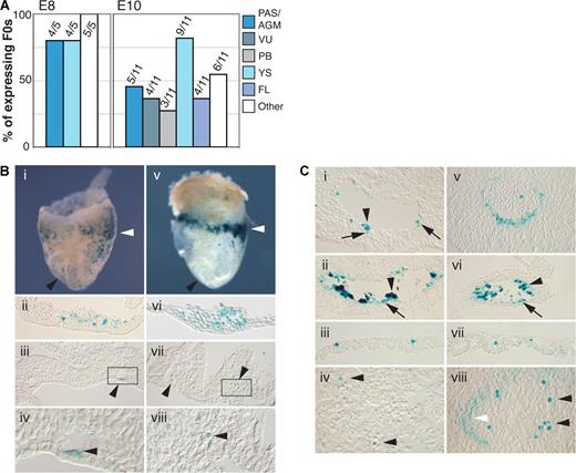 Figure 2. The + 23 CNE shows Runx1-related enhancer activity in hematopoietic tissues of the mouse embryo. (A) Summary of + 23 enhancer activity in lacZ-expressing F0 hsp68LacZ + 23 transgenic embryos. Data show the number and percentage of embryos in which LacZ expression was found in the indicated tissue. “Other” represents ectopic, nonreproducible expression outside the hematopoietic system, presumably resulting from random integration of the constructs at or near endogenous enhancers. (B) LacZ expression in early E8 (5-6 sp) hsp68LacZ + 23 F0 transgenic (i-iv) and Runx1-lacZ KI (v-viii) embryos. (i,v) LacZ expression in whole mounts. White arrowheads point at the area of the BI; black arrowheads point at the anterior paired dorsal aortae, outside of the hematopoietic PAS region. (ii,vi) LacZ expression in YS BI. (iii,vii) Expression in posterior paired dorsal aorta in the PAS region. Arrowheads indicate expression in the wall of the dorsal aortae. (iv and viii) Enlargement of boxed areas in panels iii and vii, respectively. Photographs in panels i and v were made using a 1.6× objective lens; panels ii-iv and vi-viii: 20× Nomarski objective. (C) LacZ expression in E10 hsp68LacZ + 23 F0 transgenic (i-iv) and Runx1-lacZ KI (v-viii) embryos. (i,v) Expression in the aorta in the AGM region (dorsal = up). Arrowhead in panel Ci indicates + 23 enhancer activity in a cluster of hematopoietic cells. LacZ expression is also seen in few individual cells in the endothelial layer and the mesenchyme (arrows). LacZ expression in the Runx1-LacZ KI (v) also includes a wider population of endothelial and mesenchymal cells. (ii,vi) Expression in hematopoietic cell clusters of the umbilical artery (arrowheads) and cells in the endothelial wall (arrows). (iii,vii) Expression in YS blood cells. (iv,viii) LacZ expression in FL. Black arrowheads indicate expression in individual hematopoietic cells. The white arrowhead points at the FL capsule. Original magnification, ×200.
