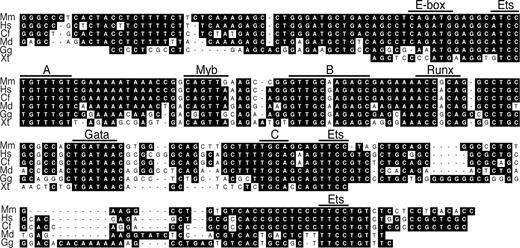 Figure 4. Six-species alignment of the central 235 bp of the + 23 Runx1 enhancer. A stretch of 127 bp is conserved down to frog with 64% sequence identity. Within this stretch, phylogenetic footprints without (A-C) and with exact matches to predicted consensus TF-binding sites are indicated. In addition, mouse-chicken conserved Ets motifs at the 5′ and 3′ end of the enhancer fragment, and a mouse-opossum conserved E-box, are indicated. Mm indicates Mus musculus; Hs, Homo sapiens; Cf, Canis familiaris; Md, Monodelphis domestica; Gg, Gallus gallus; and Xt, Xenopus tropicalis.