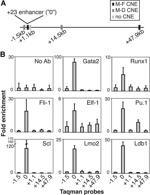 Figure 5. In vivo TF binding at the + 23 Runx1 enhancer. (A) Schematic representation of the relative positions of 5 Taqman probes in Runx1 intron 1 and surrounding the + 23 enhancer. Overlap of probes with CNEs as indicated. M indicates mouse; D, dog; and F, frog. (B) Real-time PCR analysis of ChIP with antibodies directed against Gata2, Runx1, Fli-1, Elf-1, Pu.1, Scl, Lmo2, and Ldb1 in 416B cells. A no-antibody (no Ab) control was included in each ChIP experiment. Data are the mean (± SD) from 2 (Gata2, Runx1, Fli-1, Elf-1, Pu.1, Scl) or one (Lmo2, Ldb1) independent ChIP with 3 real-time PCR assays per ChIP.