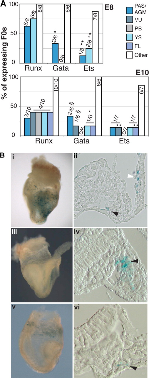 Figure 6. + 23 Runx1 enhancer activity in hematopoietic tissues of the embryo critically depends on intact Gata and Ets motifs. (A) Summary of Runx, Gata, and Ets mutated + 23 enhancer activity in mouse embryos. Data show the number and percentage of embryos in which LacZ expression was found in the indicated tissue. YS indicates expression in E8 BI or E10 hematopoietic cells. “Other” represents ectopic, nonreproducible expression outside the hematopoietic system, resulting from random integration of the constructs at or near endogenous enhancers. *Observed expression is not typical to + 23 enhancer/endogenous Runx1. **Observed expression was punctuate and faint compared with the nonmutated + 23 enhancer. §Observed expression was faint and restricted to a subset of endothelial cells. (B) Effects of Runx, Gata and Ets mutations on + 23 enhancer activity in E8 embryos. (i,ii) hsp68LacZ + 23Runx F0 transgenic embryo. (i) Whole mount, showing expression in the YS. (ii) Section through the PAS and YS. Black arrowhead indicates LacZ expression in paired dorsal aortae; white arrowhead points at expressing cells in BI. (iii,iv) hsp68LacZ + 23Gata F0 embryo. Arrowhead points at cells in the dorsolateral mesenchyme of the PAS that expresses LacZ. (v-vi) hsp68LacZ + 23Ets F0 embryo. Arrowhead points at faint, punctuate LacZ expression in the wall of the dorsal aorta. (ii,iv,vi) Original magnification, ×200.