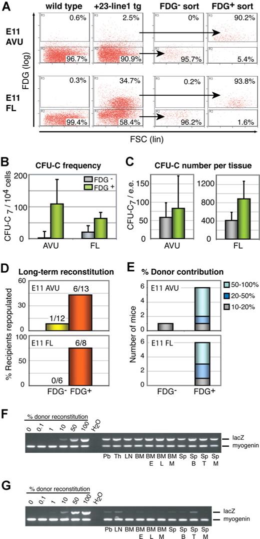 Figure 7. The + 23 Runx1 enhancer targets LacZ expression to clonogenic progenitors and definitive LTR-HSCs in the E11 AVU and FL of + 23-line1 transgenic embryos. (A) Representative dot plots of + 23 enhancer activity (measured by FDG). FDG-loaded tissues of wild-type littermates are shown as negative control. Sort gates as indicated. Purity of sorted populations was 96% (± 2.7%; mean ± SD; n = 13) and 86.0% (± 5.8%; n = 9) for AVU FDG− and FDG+ cells, respectively, and 95.4% (± 3.1%; n = 10) and 85.8% (± 11.3%; n = 10) for FL FDG− and FDG+ cells, respectively. (B,C) Analysis of clonogenic progenitors (CFU-C7) among AVU and FL FDG− and FDG+ cells. (B) Frequency of CFU-C7 in each population tested (mean ± SD). (C) Absolute number of CFU-C7 per embryo equivalent of AVU and FL FDG− and FDG+ cells (mean ± SD; n = 3). (D) LTR-HSC activity in AVU and FL FDG− and FDG+ cell populations. Frequency and absolute numbers of mice showing more than 10% PB donor-derived reconstitution at more than 4 months after transfer. (E) Percentage donor contribution in reconstituted mice as determined by semiquantitative PCR for the donor genetic marker in PB genomic DNA. (F,G) Multilineage analysis of recipients of FDG+ AVU cells with more than 50% donor-derived PB cells (F) and more than 10% donor-derived PB cells (G). In both cases, donor cells contributed to all hematopoietic tissues and lineages analyzed. Pb indicates peripheral blood; Th, thymus; LN, mesenteric lymph node; BM, bone marrow; Sp, spleen; E, erythroid cells; L, bone lymphoid cells; M, myeloid cells; B, B cells; and T, T cells. Percent donor reconstitution was determined by comparison with standards containing 0%, 0.1%, 1%, 10%, 50%, and 100% of donor genomic DNA.