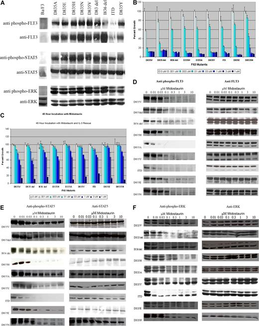 Figure 1. FLT3 activation loop mutants and the effects of midostaurin. (A) FLT3 activation loop mutations result in constitutive activation of FLT3, STAT5, and extracellular stimuli-responsive kinase (ERK). Ba/F3 cells expressing each of the FLT3 mutations were grown in the absence of IL-3. Cell lysates were prepared and the proteins resolved by sodium dodecyl sulfate–polyacrimide gel electrophoresis (SDS-PAGE). Immunoblotting was then performed using the indicated antibodies. (B) Midostaurin inhibits proliferation of Ba/F3 cells expressing FLT3-ITD and activation loop mutations. Ba/F3 cells expressing FLT3-ITD or FLT3 activation loop mutations were incubated with increasing concentrations of midostaurin for 48 hours. The number of viable cells was then determined using a colorimetric assay. Results are expressed as a percentage of viable cells after 48 hours of growth (± SD) in the presence of dimethyl sulfoxide (DMSO) without the drug. (C) Restoration of cellular proliferation by IL-3. The experiment was repeated in the presence of IL-3. Results are again expressed as a percentage of viable cells after 48 hours of growth (± SD) in the presence of DMSO without the drug. (D) Inhibition of FLT3 autophosphorylation by midostaurin. Ba/F3 cells expressing FLT3-ITD or FLT3 activation loop mutations were incubated with increasing concentrations of midostaurin for 20 minutes. Cell lysates were prepared, resolved by SDS-PAGE, then immunoblotted with either anti-phospho-FLT3 antibody or anti-FLT3 antibody, as indicated. (E) Inhibition of STAT5 phosphorylation by midostaurin. Whole cell lysates were prepared and resolved by SDS-PAGE as before, and immunoblotted with anti-phospho-STAT5 or anti-STAT5 antibodies, as indicated. (F) Inhibition of ERK phosphorylation by midostaurin. As before, cell lysates were prepared, resolved by SDS-PAGE, and then probed with anti-phospho–ERK or anti-ERK antibodies, as indicated.
