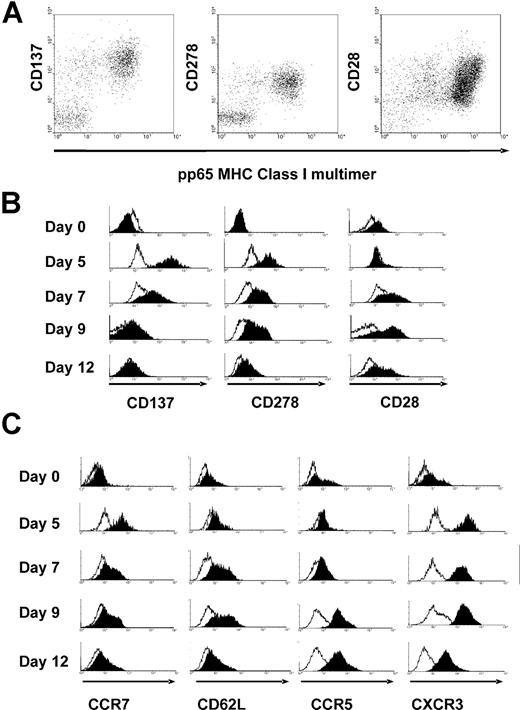 Figure 2. Expression of costimulatory and homing molecules on antigen-specific CD28−CD45RAhi cells before and after stimulation with viral peptide. (A) Replicate cultures of sorted CD28−CD45RO− CD8+ T cells were stimulated with peptide-pulsed autologous monocytes and harvested at intervals for flow cytometry. Expression of CD137 (at day 5), CD278 (at day 5), and CD28 (at day 7) is shown against peptide-MHC Class I multimer, gated on CD8+ T cells. (B) Kinetics of expression of CD137, CD278, and CD28 after peptide stimulation (filled histograms) compared with isotype control (open histograms) gated on total input CD8+ cells (day 0) or gated on multimer-positive CD8+ T cells (days 5-12). (C) Kinetics of expression of CCR7, CD62L, CCR5, and CXCR3 after peptide stimulation gated on total input CD8+ cells (day 0) or gated on multimer-positive CD8+ T cells (days 5-12).