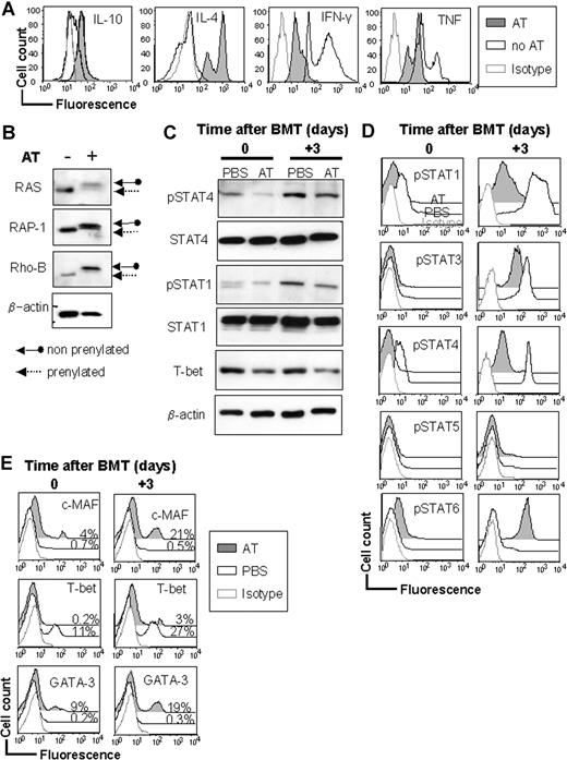 Figure 6. Differential impact of AT on RAS, RAP-1, and Rho-B prenylation, T-bet, GATA3, and c-MAF expression. (A) CD4+ T cells (H-2Kq) were exposed to irradiated allogeneic APCs (H-2Kd) of each cell type, 2 × 106 T cells/flat-bottomed, 6-well plate for 48 hours in the presence or absence of AT (10 μM), harvested and analyzed by intracellular cytokine staining with anti–IL-10, –IL-4, –TNF-α, or –IFN-γ. Mean fluorescence for the representative cytokines of CD4+H-2Kq+ gated cells is presented. (B) Cells cultured under the conditions described in panel A were then washed and responder T cells (H-2Kq) were re-isolated by MACS with anti–H-2Kq-FITC and anti-FITC beads. Protein samples from in vitro–treated T cells were subject to Western blot analysis. AT is effective at inhibiting the prenylation of Ras, Rap-1, and Rho-B in the allogeneic activation culture. Increased amounts of nonprenylated proteins are found when AT is present (solid arrow). (C) T cells were harvested from AT-treated donors on day 0 (left panel) or on day 3 (right panel) after BMT from the recipients' secondary lymphoid organs and were analyzed by Western blot for the indicated total or phosphorylated proteins. (D) Mean fluorescence for the representative pSTATs is analyzed by phospho-flow analysis of CD4+H-2Kq+ gated cells, presented for the respective day prior to or after BMT. MFI for pSTAT4 was 11.4 (± 0.7) versus 47.4 (± 3.4) for the AT versus the PBS group, respectively, prior to transfer into the irradiated host (P < .05). MFI for pSTAT4 was 97.2 (± 2.1) versus 541.4 (± 11.3) for the AT versus the PBS group, respectively, on day 3 after BMT (P < .01). (E) Donor type T cells derived from AT-treated donors are presented for the respective day prior to or after BMT. Mean fluorescence for c-MAF, T-bet, and GATA-3 within CD4+H-2Kq+ gated cells is presented. MFI for T-bet was 12.4 (± 0.8) versus 98.4 (± 6.3) for the AT versus the PBS group, respectively, prior to transfer into the irradiated host (P < .01). MFI for T-bet was 137.2 (± 4.1) versus 21.4 (± 5.2) for the PBS versus the AT group, respectively, on day 3 after BMT (P < .01).