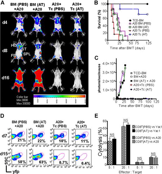 Figure 7. GVL effector function of cytolytic T cells is preserved in the presence of atorvastatin treatment of donor and recipient. Tumor growth and GVL effect are visualized by bioluminescence imaging (A), recipient survival (B), emitted photons over time (C), and FACS analysis (D). All Balb/c recipients (H-2Kd) were given 105 A20 leukemia cells (H-2Kd) on day 0 and BMT was performed as described in “Tumor models.” (A) Representative animals of each group display similar luc+A20 tumor cell localization on day 4 (top row) after BMT. Tumor elimination in animals receiving T cells on days 8 (middle row) and 16 (bottom row). Mice underwent transplantation with TCD-BM after PBS (first column) or AT (second column) treatment, TCD-BM plus T cells exposed to PBS (third column) or AT (fourth column). Tumor infiltration is found in the following locations: ST, sternum; HU, humerus; FE, femur; SPL, spleen. (B) Survival of BALB/c mice receiving TCD-BM alone (●, n = 10), TCD-BM plus A20 leukemia cells after pretreatment of donor and recipient with PBS (▵, n = 10) or AT (□, n = 10), TCD-BM plus A20 leukemia cells plus T cells after pretreatment of donor and recipient with PBS (*, n = 10) or AT (○, n = 10). Survival: ○ versus *, P < .001. Data from 2 independent experiments are combined. (C) Expansion of luc+A20 tumor cell as measured in photons over total body area (photons/second/mouse). Animals rejecting the A20 leukemia cells demonstrate a durable signal loss as depicted until day 112 after BMT. Data from 2 independent experiments are combined. (D) Bone marrow samples with yfp+ A20 cells of recipients on days 7 and 15 after transplantation with TCD-BM plus A20 leukemia cells after pretreatment of donor and recipient with PBS or AT, TCD-BM plus A20 leukemia cells plus T cells after pretreatment of donor and recipient with PBS or AT as indicated for the respective column. (E) In vitro cytolytic effector function of CD8+ T cells (FVB/N) derived from animals treated with PBS or AT. Target cells were A20 or Yac1 tumor cells and chromium release assay was performed as described in “51Cr release cytotoxicity assay.”