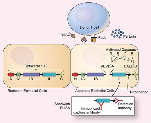 Cytokeratin 18 contains N and C terminal globular domains flanking 3 α-helical subdomains. Activated capases cleave cytokeratin 18 at sequences within linkers on both sides of the α II domain, exposing a neoepitope (indicated with an asterisk) that can be detected in a sandwich ELISA. Illustration by Kenneth Probst.