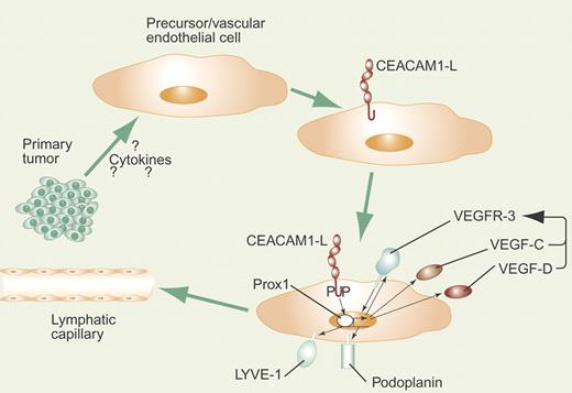 Primary malignant tumors produce as-yet unidentified factors that induce microvascular endothelial cells to express CEACAM1. Upon tyrosine phosphorylation of the cytoplasmic domain of CEACAM1-L, intracellular signals that up-regulate the expression of Prox1 are produced, leading in turn to production and surface expression of VEGFR-3. Expression of CEACAM1-L also induces expression of VEGF-C, VEGF-D, podoplanin, and LYVE-1, turning the cells into lymphatic endothelial cells. VEGF-C and VEGF-D activate VEGFR-3 in an autocrine loop, stimulating the reprogrammed cells to grow into lymph vessels.