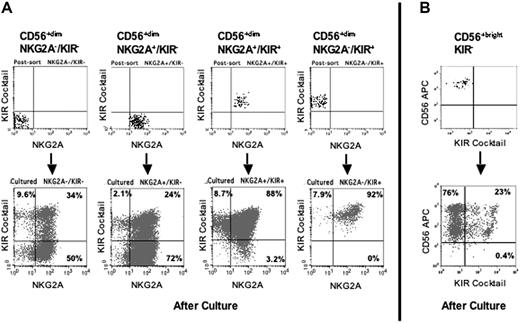 Figure 7. CD56dim and CD56bright KIR− cells are precursors to receptor-expressing NK cells. CD56dim and CD56bright NK cells were sorted according to NKG2A and KIR expression, analyzed for NKR expression, cultured for 14 days on EL08–1D2 cells with IL-15, and then reanalyzed for NKR expression. (A) Shown is a representative analysis of the 4 subpopulations of CD56dim cells. The postsort analysis of each starting population (top row) is compared with similar analysis after culture to induce further maturation (bottom row). (B) Shown is an analysis of the CD56bright population in which essentially all cells were NKG2A+ (not shown). The postsort analysis (top) is compared with that after culture with EL08–1D2 cells and IL-15 (bottom).