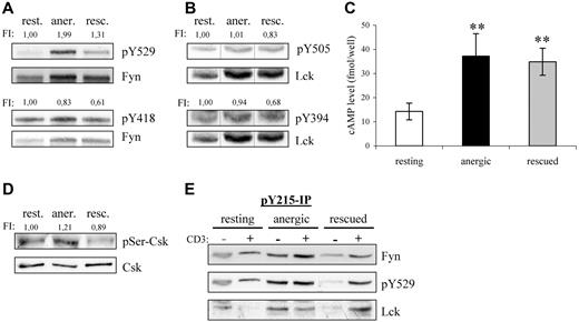 Figure 3. Fyn tyrosine phosphorylation at Y215 and Y529 is markedly increased in anergic T cells. (A) Lysates of resting, anergic, and rescued T cells were probed with phosphospecific antibodies for either the activatory or the inhibitory tyrosine of Fyn, Y418 and Y529, respectively. The level of tyrosine phosphorylation was normalized to total Fyn and is presented as the fold-induction. (B) The samples in panel A were probed with phosphospecific antibodies against the activatory and inhibitory tyrosines of Lck, Y394, and Y505 and normalized to total Lck. Black vertical lines have been inserted to indicate where these images were cut together from one film. (C) Cyclic AMP (cAMP) levels were determined. The data represent the mean (± SD) from 3 independent experiments. Data were analyzed using one-way ANOVA (∗∗, P < .01). (D) The level of Ser364 phosphorylation within Csk was determined by Western blotting. Total Csk staining is also shown. The level of phosphorylation normalized to total Csk is presented as the fold induction. (E) To investigate the mechanism responsible for increased Fyn kinase activity, Y215 phosphorylation was investigated. Anti-pY215 immunoprecipitates from resting, anergic, and rescued T cells were probed with anti-Fyn (top), anti-pY529 (middle), and anti-Lck (bottom). Because the IPs from anergic T cells contained more Fyn, we therefore concluded that phosphorylation of this site was enhanced in anergic cells.