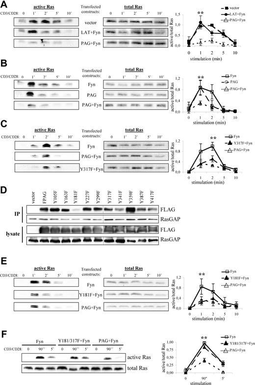 Figure 5. PAG overexpression and hyperphosphorylation lead to the block in Ras activation. Jurkat T cells were transfected with constructs encoding for either PAG, Y317F, Fyn, LAT, and/or vector alone as indicated. The following day, cells were stimulated with anti-CD3 and anti-CD28 for the indicated times, lysed, and active Ras (ie Ras-GTP) isolated using the Raf1-RBD (A-C, E, and F, left panels). Total Ras is shown to prove that equal amounts of material were used for this assay (A-C, E, and F, right panels). Representative experiments are shown. A graphical representation of the data is also presented. Values represent the mean (± SD) of at least 3 independent experiments. Data were analyzed using one-way ANOVA (∗, P < .05). Changes in protein expression and phosphorylation after transfection are presented using immunoblots from lysates probed with the indicated antibodies (Figure S2). (D) Jurkat T cells were transfected with constructs encoding for either PAG, the individual YΔF mutants, or vector alone. RasGAP was then immunoprecipitated and the blots probed for associated PAG (anti-FLAG) staining and RasGAP. Blots of the transfected cell lysates are also shown. A black line has been inserted to indicate that, due to space limitations, the samples were resolved on 2 gels.