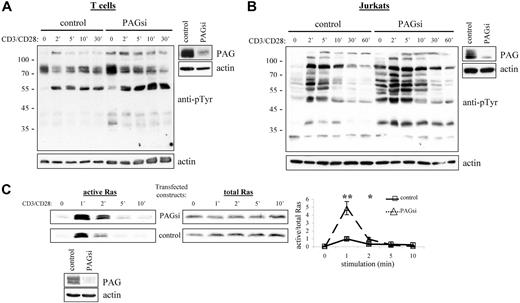 Figure 6. PAG down-regulation enhanced both Src kinase activity and Ras activation. Primary human T cells (A) and Jurkat T cells (B) were transfected with siRNA oligonucleotides or the plasmid pCMS3-EGFP containing PAG shRNA, respectively. The down-regulation of PAG protein expression compared with the control is shown. Cells were stimulated with CD3 and CD28 for the times indicated, and lysates blotted with anti-phosphotyrosine. Actin staining is included to show equal loading. (C) In addition, the ability of transfected Jurkat cells to activate Ras was determined using the GST-Raf1-RBG pull-down assay. Total Ras is included as the control and the normalization of active/total Ras appears in the graph. Values represent the mean (± SD) of 4 independent experiments. Data were analyzed using the Student t test (∗, P < .05; ∗∗, P < .01). The down-regulation of PAG protein expression is shown.