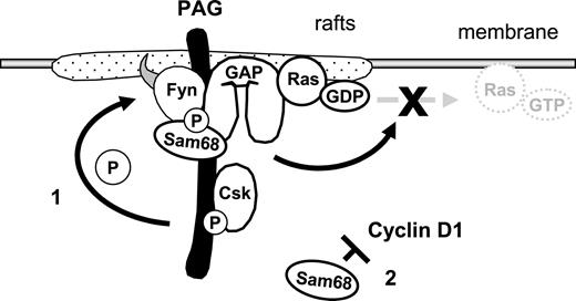 Figure 7. Model demonstrating how the PAG complex contributes to T-cell anergy. Enhanced PAG-phosphorylation by Fyn leads to increased recruitment and activity of Csk. This results in enhanced phosphorylation of Y529 within Fyn, which, together with the phosphorylation of Y215, further enhances Fyn kinase activity. This facilitates the phosphodependent recruitment of RasGAP onto PAG within the rafts, where it stimulates the intrinsic GTPase activity of Ras, thereby preventing the translocation of active Ras out of the rafts. Secondly, increased Sam68 binding may stabilize the complex and free mRNAs for anergy-inducing factors; also, increased Sam68 expression can block cyclin D1, thus preventing the G1/S transition.