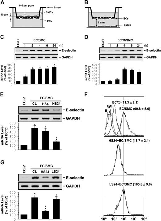 Figure 1. Preshearing of ECs at HSS, but not LSS, inhibits SMC-induced EC E-selectin expression. ECs were kept as controls (EC/∅) or cocultured with SMCs in an adjacent-bilayer model (EC/SMC) (A,C,E-G) or a media-separation model (EC/M/SMC) (B,D) for 4 hours (E,F), 24 hours (G), or the times indicated (C,D). The E-selectin mRNA (C-F) and surface protein (G) expressions of these ECs were determined by using Northern blot and flow cytometric analyses, respectively. In some experiments, ECs were presheared at HSS (12 dynes/cm2) for 4 hours (HS4) or 24 hours (HS24) or LSS (0.5 dynes/cm2) for 24 hours (LS24) before SMC coculture (E-G). Control ECs were cocultured with SMCs without preshearing (CL) (E-F). Data are presented as percentage changes in band density from control EC/℘ normalized to GAPDH RNA level (C-F) and are shown as mean ± standard of the mean (SEM) from 3 independent experiments. *P < .05 versus control EC/∅. #P < .05 versus control EC/SMC. Results of flow cytometric analysis (G) are representative of triplicate experiments with similar results. ECs incubated with FITC-conjugated control IgG or FITC-conjugated antibody alone were used as IgG or negative controls (ie, Blanks: B). Numbers are mean ± SEM of mean fluorescent intensity for all experiments determined by comparison with corresponding negative controls.