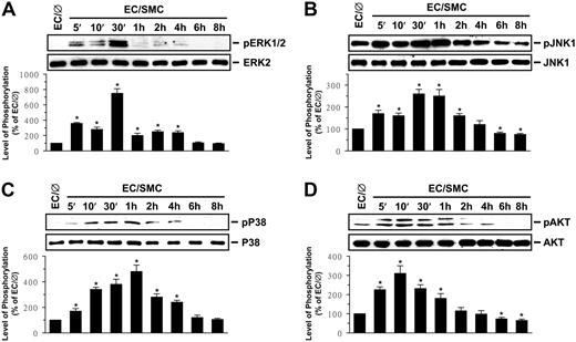 Figure 2. Coculture with SMCs induces ECs to increase their phosphorylation. Coculture with SMCs induces ECs to increase their phosphoryalation of ERK (A), JNK (B), p38 (C), and Akt (D). ECs were kept as controls (EC/∅) or cocultured with SMCs in the adjacent-bilayer model (EC/SMC) for the times indicated, and the phosphorylations of their ERK, JNK, p38, and Akt were determined by using Western blot analysis. The amounts of phosphorylated ERK, JNK, p38, and Akt proteins in EC/SMC are presented as band densities (normalized to the total protein levels) relative to those in control EC/∅. The results are mean ± SEM from 3 independent experiments. *P < .05 versus control EC/∅.