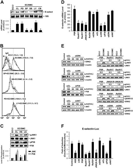 Figure 3. Induction of EC E-selectin expression by SMC-coculture and its inhibition by shear stress are mediated by JNK and p38 pathways. ECs were kept as controls (EC/∅) or cocultured with SMCs in the adjacent-bilayer model (EC/SMC) for 30 minutes (C,E), 4 hours (A,D), or 24 hours (B,F). Before kept as controls or coculture with SMCs, ECs were (1) pretreated with PD98059 (PD; 30 μM), SP600125 (SP; 20 μM), SB203580 (SB; 10 μM), or LY294002 (LY; 30 μM) individually or SP600125 and SB203580 simultaneously (CB) for 1 hour (A-B); (2) presheared at HSS (HS) or LSS (LS) for 24 hours (C); or (3) transfected with control siRNA or a specific siRNA of ERK, JNK, p38, or Akt (100 μmol/mL for each), or empty vector control PSRα (1 μg/mL), RasN17 (1 μg/mL), RacN17 (0.5 μg/mL), JNK(K-R) (1 μg/mL), Raf301 (1 μg/mL), or mERK (0.25 μg/mL) for 48 hours (D-F). Control ECs (CL) were cocultured with SMCs without any pretreatment (A) or preshearing (C). In some experiments, ECs were transfected with different siRNA and chimera at various concentrations for 48 hours (E). (F) ECs were cotransfected with chimera (2 μg) containing 540 bp (base pair) of E-selectin promoter region and the reporter gene luciferase. The mRNA (A,D) or surface protein (B) expression or promoter activity (F) of E-selectin or the expression or phosphorylation (C,E) of different MAPKs or Akt in these ECs was determined by using Northern blot (A), flow cytometric (B), Western blot (C,E), real-time PCR (D), or luciferase assay analysis (F), respectively, as described in “Materials and methods.” The results are shown as mean ± SEM from 3 or 4 separate experiments (A,C,D,F) or are representative of triplicate experiments with similar results (B,E). Data are presented as percentage changes in band density from control EC/∅ (A,C); normalized to 18S RNA (A) or JNK or p38 protein level (C). (B) ECs incubated with FITC-conjugated control IgG or FITC-conjugated antibody alone were used as IgG controls or negative controls (ie, Blanks: B). Numbers are mean ± SEM of mean fluorescent intensity for all experiments determined by comparison with corresponding negative controls. *P < .05 versus control EC/∅. #P < .05 versus control EC/SMC. $P < .05 versus cells transfected with control siRNA or empty vector control PSRα.