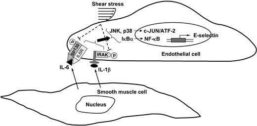 Figure 7. Schematic representation of the signaling pathways regulating SMC-induced E-selectin expression in ECs and its inhibition by shear stress.