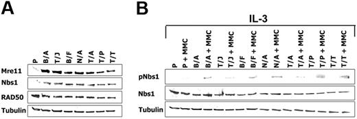 Figure 3. Cells transformed by FTKs display enhanced expression and phosphorylation of Nbs1. (A) Mre11, Nbs1, and RAD50 expression was examined by Western blot analysis in total cell lysates from Baf3 (P) or Baf3 cells expressing the following FTKs: BCR/ABL (B/A), TEL/JAK2 (T/J), BCR/FGFR (B/F), NPM/ALK (N/A), TEL/ABL (T/A), TEL/PDGFβR (T/P), and TEL/TRKC(L) (T/T). Cells were starved from IL-3 for 12 hours. (B) pNbs1 and Nbs1 expression was examined in the untreated and MMC-treated (0.5 μg/mL for 12 h) cells in the presence of IL-3. Tubulin was detected as a loading control.
