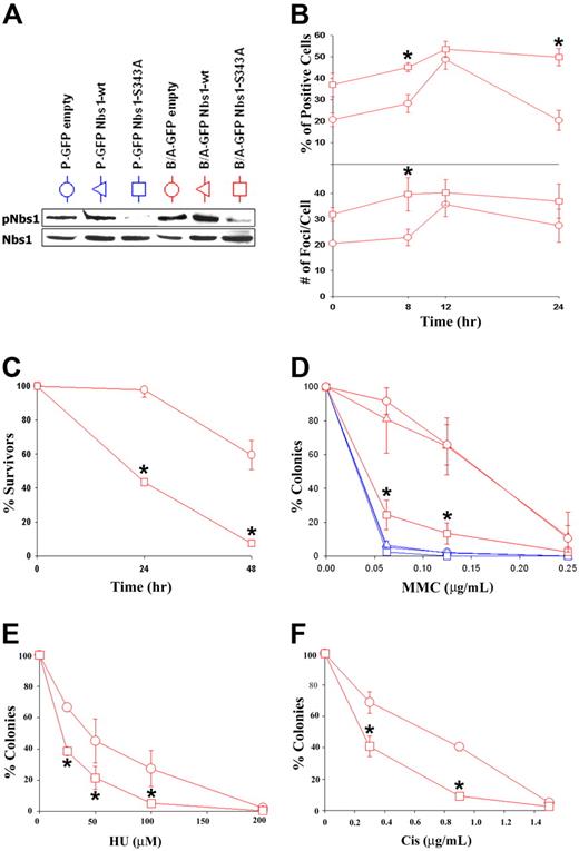 Figure 4. Nbs1-S343A mutant sensitizes BCR/ABL-M07e cells to MMC treatment. (A) M07e (P) and B/A-M07e (B/A) cells were infected with empty pMig retroviral construct or those containing Nbs1-wt or Nbs1-S343A mutant. GFP+ cells were sorted and cultured in the presence of GM-CSF, and phosphorylation of Nbs1 on S343 was verified by Western blot analysis (pNbs1). (B) B/A-GFP empty and B/A-GFP Nbs1-S343A cells were then treated or not with 0.125 μg/mL of MMC for the indicated time periods in the presence of GM-CSF. γ-H2AX nuclear foci were detected by immunofluorescence. Percentage of highly positive living cells (> 20 foci/cell) was calculated (top panel) and the number of foci per cell was counted (bottom panel). (C) Cells were treated with 0.125 μg/mL MMC and their survival was determined by trypan blue exclusion assay. (D-F) Cells were plated in methylcellulose in the presence of GM-CSF and the indicated concentrations of MMC, HU, or Cis. Colonies were counted after 7 days. Results in panels B-F represent mean (± SD) from 3 different experiments. *P < .05 (B), *P < .004 (C), *P < .007 (D), *P < .05 (E), and *P < .03 (F) in comparison to B/A-GFP empty and B/A-GFP Nbs1-wt (if present).