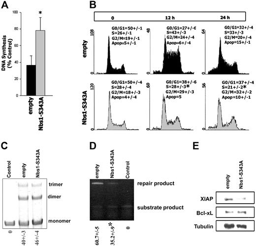 Figure 6. Nbs1-S343A mutant disrupts the intra–S-phase checkpoint, inhibits HRR, and down-regulates XIAP. B/A-M07e cells expressing GFP (empty) or GFP and Nbs1-S343A mutant (Nbs1-S343A) were characterized in Figure 4A (B/A-GFP empty and B/A-GFP Nbs1-S343A cells, respectively). (A) RDS assay. Results show the ratio of 3H-thymidine to 14C-thymidine normalized to the corresponding untreated control to determine the relative amount of DNA synthesis. Results are representative of 5 experiments. *P < .05. (B) Cells were untreated or treated with 0.25 μg/mL MMC and cell-cycle distribution was analyzed 0, 12, and 24 hours later by flow cytometry after staining with propidium iodide. Results represent 3 independent experiments. *P < .05 in comparison to corresponding S-phase in empty group. (C) NHEJ-mediated end-ligation of the XhoI + XbaI–digested plasmid substrate (monomers) by the lysis buffer (Control) or cell lysates from B/A-GFP empty and B/A-GFP Nbs1-S343A cells generated multiplasmid products (dimers, trimers). The mean percentages of repair products (dimmer, trimer) (± SD) are shown below the lanes. (D) HRR-mediated repair of I-SceI–induced DSBs in DR-GFP cassette in B/A-GFP empty and B/A-GFP Nbs1-S343A cells could be evaluated by semiquantitative PCR generating products from repaired and unrepaired (substrate) DR-GFP cassette. Control consisted of cells carrying only unrepaired DR-GFP cassette. The mean percentages of repair product (± SD) are shown below the lanes. *P < .05. (E) XIAP and Bcl-xL expression was examined by Western blot analysis in total cell lysates; tubulin served as loading control.