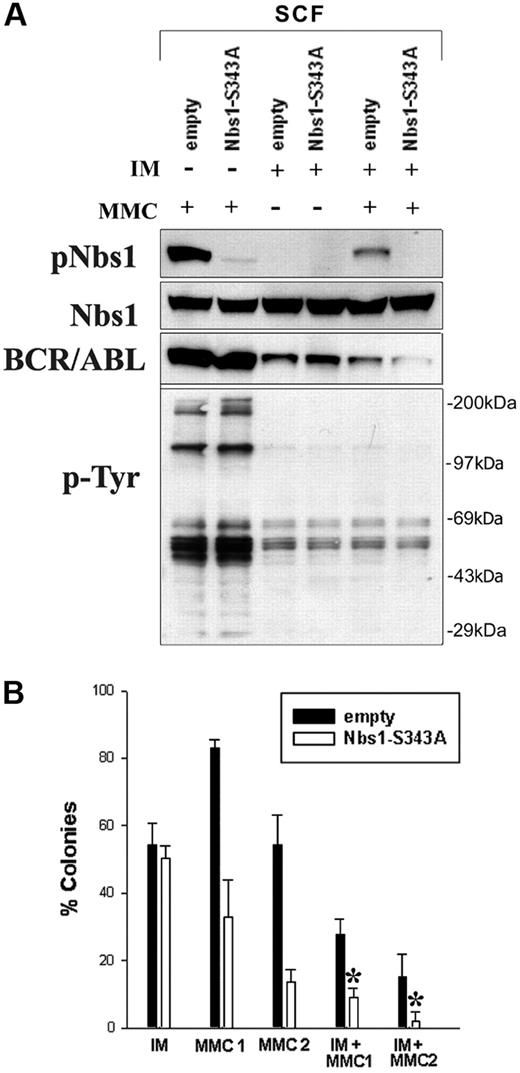 Figure 7. Down-regulation of Nbs1-S343 phosphorylation followed by inhibition of BCR/ABL kinase sensitizes BCR/ABL-positive cells to MMC. (A) B/A-M07e (A/B) cells were infected with empty pMig retroviral construct (empty) or containing Nbs1-S343A mutant (Nbs1-S343A). GFP+ cells were sorted and cultured in the presence of SCF. Cells were treated (+) or not (−) with 1 μM IM for 24 hours and/or 0.5 μg/mL MMC for 12 hours in the presence of GM-CSF. Expression of pNbs1, Nbs1, BCR/ABL, and phosphotyrosine proteins (p-Tyr) was examined by Western-blot analysis. (B) Clonogenic assay was performed on cells preincubated with 1 μM IM that were then treated with 0.025 μg/mL MMC (MMC1), 0.05 μg/mL MMC (MMC2), or both (IM + MMC1, IM + MMC2) in the presence of GM-CSF. Colonies were counted 7 days later. Results represent mean percentage of colonies (± SD) in comparison to the colonies formed by untreated cells. *P < .005 in comparison to the corresponding empty cells treated with MMC + IM; *P < .05 in comparison to corresponding Nbs1-S343A cells treated with MMC or IM.