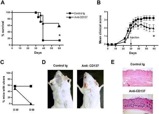 Figure 5. Anti-CD137 blocks lethal GVHD induced by donor CD4+ and CD8+ T cells. On day 0, Balb/c recipient mice were sublethally irradiated and reconstituted with 5 × 106 BM cells and 6 × 106 total spleen/lymph node cells from B10.D2 donor mice. Anti-CD137 (200 μg per mouse) was administered 30 days after disease induction, and changes of mean clinical scores and survival rate were counted thereafter (n = 7 for control Ig group; n = 12 for anti-CD137 group). (A) Survival rate. (B) Changes of mean clinical scores. (C) Comparison of the percentage of mice with ulcers between day 30 and day 59 after disease induction. (D) Gross observation of the skin lesions in the posterior neck area at day 59 after disease induction. (E) Histopathology of the skin at day 59 after disease induction (H&E staining). Images were acquired using an Olympus BX51TF light microcope, 4×/0.10 oil objective, and an Olympus C-3000 zoom camera and processed using Image-Pro Plus, version 4. Original magnification, × 40.