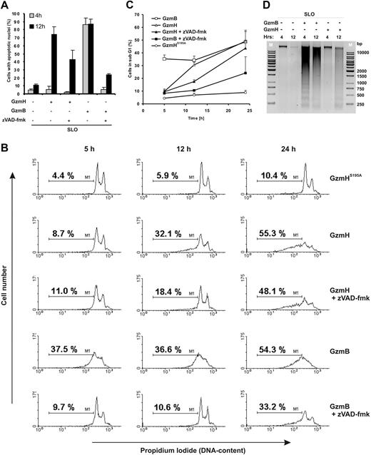 Figure 2. Nuclear condensation and fragmentation induced by GzmH. (A) Quantification of apoptotic nuclei after Hoechst 33342 staining 4 and 12 hours after the treatments indicated. The columns represent the mean with its standard deviations from triplicate measurements. (B) DNA content analysis of differentially treated K562 cells after 5, 12, and 24 hours. The pancaspase inhibitor zVAD-fmk was used at 100 μM. The 2 characteristic peaks (G1 and G2M, left and right peaks, respectively) of dividing cells were gradually lost, while cells with lower DNA content values in the so-called sub-G1 area appeared (indicated by M1). (C) Quantitative representation (n = 3; ± SD) of experiment B. Following the same trends as seen in the FACS data, GzmB-treated cells show early DNA degradation while GzmH works a slow but progressive diminution of DNA, with the percentage of sub-G1 cells matching that induced by GzmB at the 24-hour time point. (D) GzmH treatment does not cause apoptotic DNA laddering. K562 cells were treated for 4 and 12 hours as indicated, and cellular DNA was analyzed on a 1% agarose gel. The experiment was repeated 3 times.