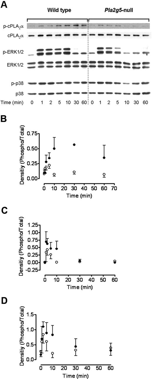 Figure 4. Group V sPLA2 amplifies ERK-dependent phosphorylation of cPLA2α. BMMCs from wild-type (left panels) and Pla2g5–null (right panels) mice were incubated for 0 to 60 minutes with 3 μg/mL Pam3CSK4. Expression of phosphorylated (p) and total cPLA2α, ERK-1/2, and p38 was assessed by Western blotting. (A) Representative data from 3 independent experiments are shown. (B-D) Expression of phospho-cPLA2α (B), phospho-p44 ERK (C), and phospho-p42 ERK was quantified using the Image J software and was expressed as a ratio of the intensity of the respective total protein band (n = 3). Error bars indicate SEM.