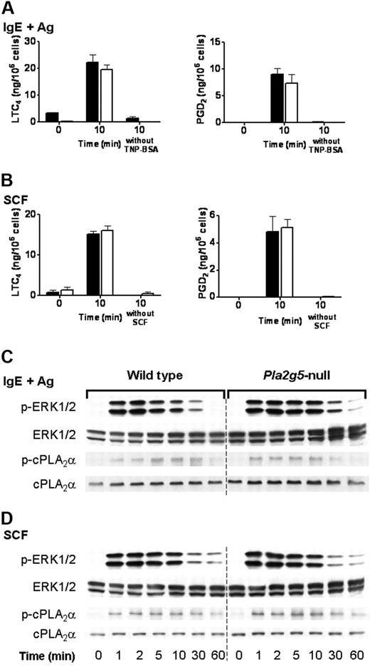 Figure 5. The phosphorylation of ERK1/2 is intact in Pla2g5-null BMMCs stimulated with IgE and antigen or SCF. (A-B) BMMCs from wild-type (shaded bars) and Pla2g5-null (open bars) mice were sensitized with IgE anti-TNP and stimulated with 100 ng/mL TNP-BSA or buffer alone for 10 minutes (A) or were stimulated for 10 minutes with 100 ng/mL SCF or buffer alone (B). Supernatants were assayed for LTC4 (left) and PGD2 (right) by EIA. The values are the mean ± SEM of 2 independent experiments with 3 separate cultures of each strain of BMMCs (n = 3). (C-D) BMMCs from wild-type (left) and Pla2g5-null (right) mice were stimulated with IgE and antigen (C) or with SCF (D) for up to 60 minutes. Pellets were analyzed for phosphorylated (p) and total ERK-1/2 and cPLA2α by Western blotting.