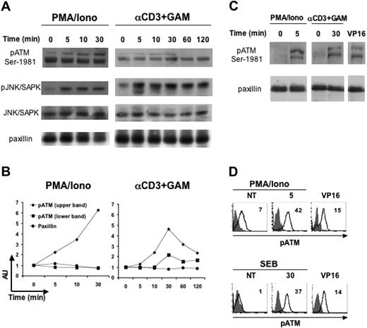 Figure 6. ATM phosphorylation is stimulated on T-cell activation with anti-CD3, PMA/ionomycin or SEB antigen. (A) PBMCs were starved for 18 hours in 0.1% fetal calf serum, and then left untreated or stimulated with PMA (50 ng/mL) plus ionomycin (500 ng/mL), or with anti-CD3 mAb followed by a GAM cross-linking, for the indicated times at 37°C. Cell lysates (100 μg/lane) were immunoblotted with anti-phospho-ATM (specific for the phosphoserine 1981), or with anti-phospho-JNK/SAPK, used as a control of T-cell activation. Protein loading was normalized after stripping and reprobing the latter membrane with antitotal-JNK/SAPK mAb, or with an antipaxillin mAb. Data shown derive from the same experiment and are representative of 1 of 2 (for CD3) or 3 (for PMA/ionomycin) independent experiments. (B) Densitometric analysis of the bands shown in panel A, and relative to pATM (upper and lower bands) and to paxillin (as a control). The relative protein level of stimulated samples with respect to that of unstimulated cells (time 0) is shown. AU, arbitrary units. (C) PBMCs were starved and then stimulated with PMA/ionomycin or anti-CD3+GAM as described in panel A, or incubated with VP16 (10 μM) for 2 hours, and lysed immediately after. Data derive from the same donor analyzed in the same experiment and are representative of 2 donors. (D) PBMCs were starved and stimulated as described, and then stained anti-pATM-Ser1981 (thick line) or cIgG (filled histogram). MFI values relative to pATM are shown. Data are from 2 different donors, one of which (SEB/VP16) is the same as in panel C.