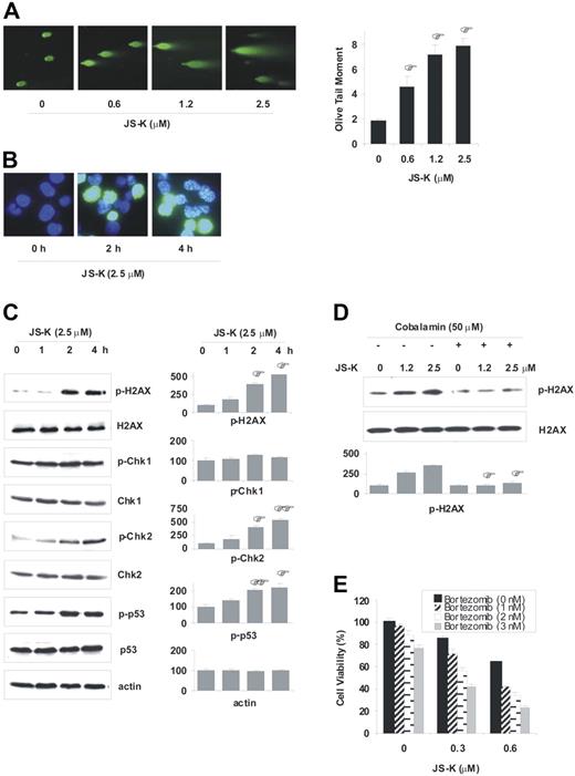 Figure 5. JS-K induces DNA DSBs, and activates DNA damage response pathways. (A) MM.1S cells were treated with JS-K (0-2.5 μM) for 2.5 hours, and then assayed for formation of DSBs by the neutral comet assay. Representative images of the comet tails are shown (left panel), and the olive tail moments are plotted (right panel). To calculate the olive tail moments, at least 40 cells per sample were analyzed. Data represents the mean (± SD) of 3 independent experiments. *P < .05 compared with nontreated control. (B-C) MM.1S cells were dosed with 2.5 μM JS-K for 0 to 4 hours. Representative images for the immunocytochemistry assay performed with antiphospho(Ser139)-H2AX antibody is shown (B). Phosphorylation of the DNA damage response proteins H2AX (Ser139), Chk1 (Ser317), Chk2 (Thr68), and p53 (Ser20) was assessed by Western blotting (C). Representative western blots (left panel), and percentage of mean quantitative densitometric values (± SD) from 2 or 3 independent experiments (right panel) are shown. *P < .05; **P < .01 compared with 0-hour control. (D) MM.1S cells were cultured with JS-K (0 to 2.5 μM) for 2 hours, after 1 hour of preincubation with cobalamin (50 μM). Phosphorylation of H2AX was assayed by Western blotting. Representative western blots and percentage of mean quantitative densitometric values ± SD from 2 independent experiments are shown. *P < .01 compared with no-cobalamin control. (E) Low doses of bortezomib sensitize MM cells to JS-K. MM.1S cells were treated with bortezomib (0, 1, 2, or 3 nM) for 8 hours, which was followed by JS-K treatment (0, 0.3, or 0.6 μM). Cell viability was detected by MTT assay (48 hours). Data represents the mean (± SD) of 3 independent experiments.