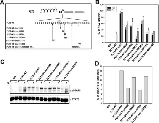 Figure 3. Duplication of R595 in FLT3 induces IL-3–independent growth in Ba/F3 cells. (A) Localization of insertion mutants of FLT3 generated by duplication of 1 to 3 AAs of the stretch between 3 AA regions: 595 to 597, 589 to 591, and 602 to 604. (B) Ba/F3 cells stably transduced with FLT3-WT, FLT3-ITD-W51, FLT3-ins595R, FLT3-ins596RE, FLT3-ins597EY, FLT3-ins597REY, FLT3-WT-ins591YFY, FLT3-WT-ins602KWE, or mock-transduced cells were seeded at a density of 4 × 104 cells/mL in the absence or presence of IL-3 or FL (60 ng/mL). Viable cells were counted after 72 hours by trypan blue exclusion. The growth of cells with IL-3 was defined as 100% (control). Standard error of the mean calculated from 3 independent experiments is shown. (C) Western blot showing the autoactivation of STAT5 in the mutants FLT3-ins595R, FLT3-ins597EY, FLT3-ins597REY, and FLT3-ITD-W51 when compared to FLT3-WT in unstimulated cells. FLT3-WT-ins595R, FLT3-WT-ins597EY, FLT3-WT-ins597REY, FLT3-WT-ins596RE, FLT3-ITD-W51, FLT3-WT, or mock-transduced cell lines were starved for 24 hours in the presence of 0.3% FBS and stimulated with 60 ng FL/mL for 5 minutes. Crude cell lysates were separated by sodium dodecyl sulfate–polyacrylamide gel electrophoresis (SDS-PAGE) and blotted on a nitrocellulose membrane. Blots were then incubated with anti–phospho-STAT5 antibody, stripped, and reblotted with anti-STAT5 antibody. (D) Densitometric analysis of the Western image in panel C was used to quantify the ratio of phospho-STAT5 to total STAT5.