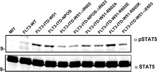 Figure 5. The constitutive STAT5 activation is reduced in substitution/deletion mutants of duplicated R595. FLT3-WT–, FLT3-ITD-W51–, FLT3-ITD-NPOS–, FLT3-W51-R602A–, FLT3-W51-R602E–, FLT3-W51-R602K–, FLT3-W51-ΔR602–, FLT3-W51-ΔE603–, and FLT3-NPOS-ΔR623–expressing cells were starved for 24 hours in the presence of 0.3% FBS. Blots were incubated with anti–phospho-STAT5 antibody, stripped, and reblotted with anti-STAT5 antibody.